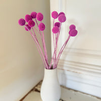 Preserved Billy Button - Colourful