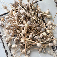 Dried Poppy Pods / Papaver - natural brown