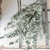 Dried Gum / Eucalyptus - natural green
