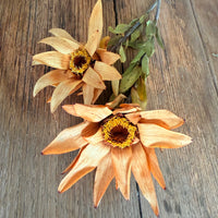 Dried Leucadendron - Australian Native