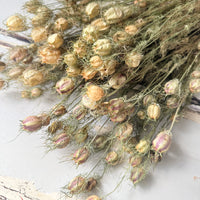 Dried Nigella Pod