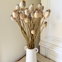 Dried Poppy Pods / Papaver - natural brown
