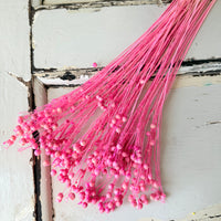 Outlet & Sample [flower stems / greenery]