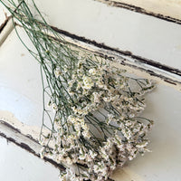 Preserved Crystal Grass / Caspea