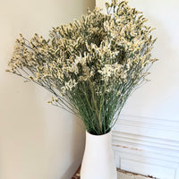 Preserved Crystal Grass / Caspea