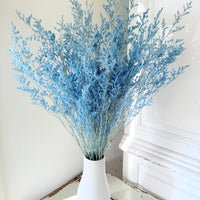 Soft / Vivid Hue Preserved Limonium | Misty | Sea Lavender