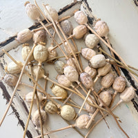 Dried Poppy Pods / Papaver - natural brown