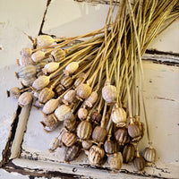 Dried Poppy Pods / Papaver - natural brown