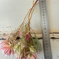 Naturally Dried Blushing Bride - natural pink