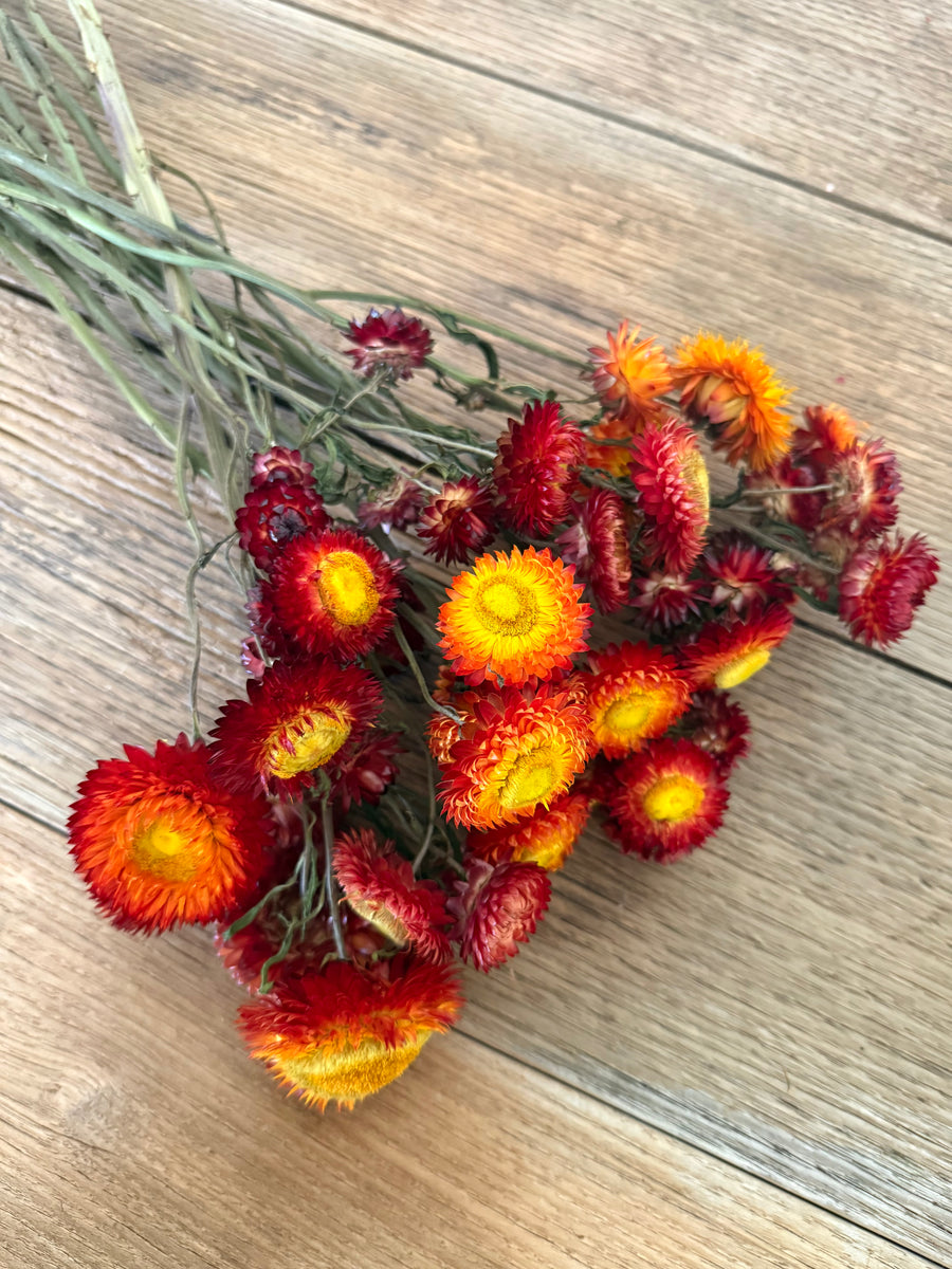 Naturally Dried Helichrysum - Everlasting / Paper Daisy / Strawflower - stems / heads