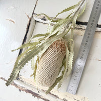 天然干燥的班克西亚和帝王花以及帝王花 - 澳大利亚本土