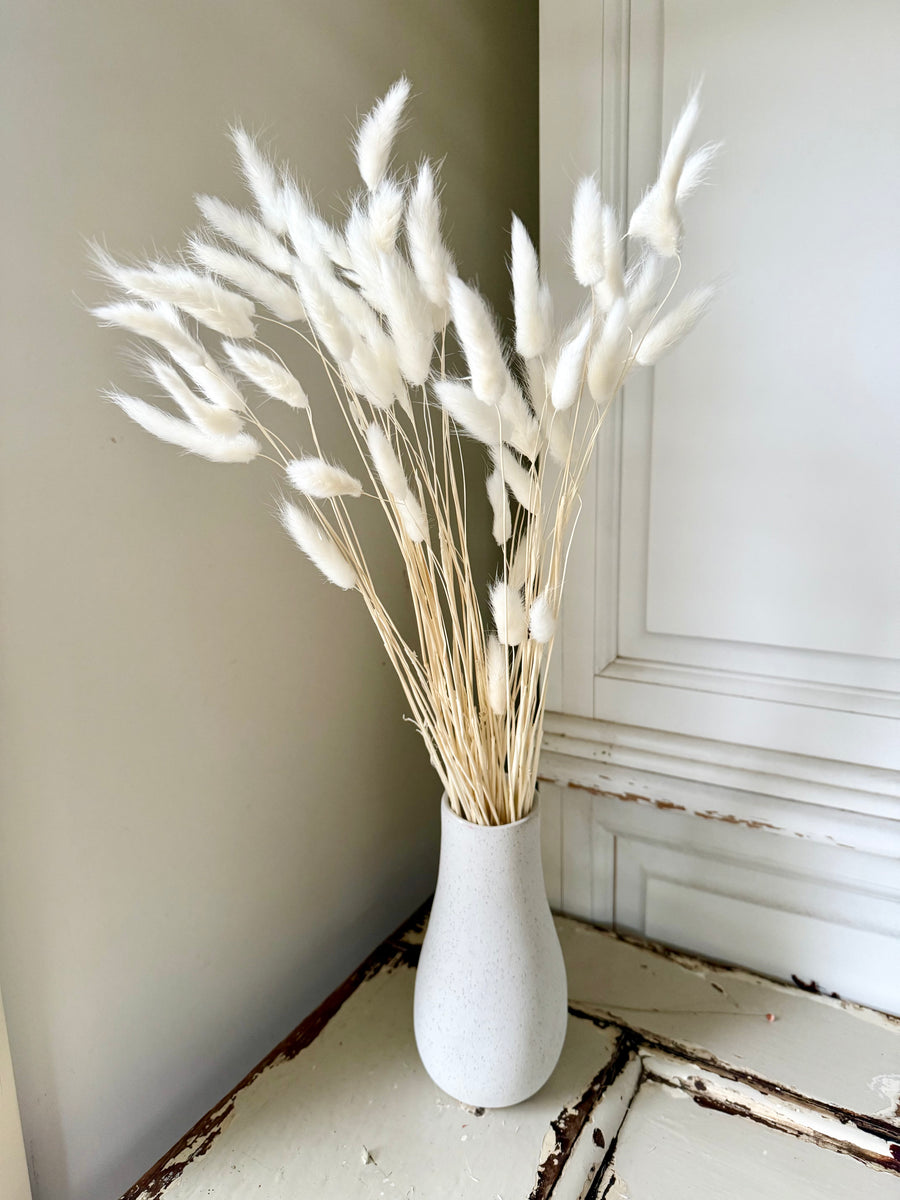 Dried Bunny Tail / Lagurus Ovatus