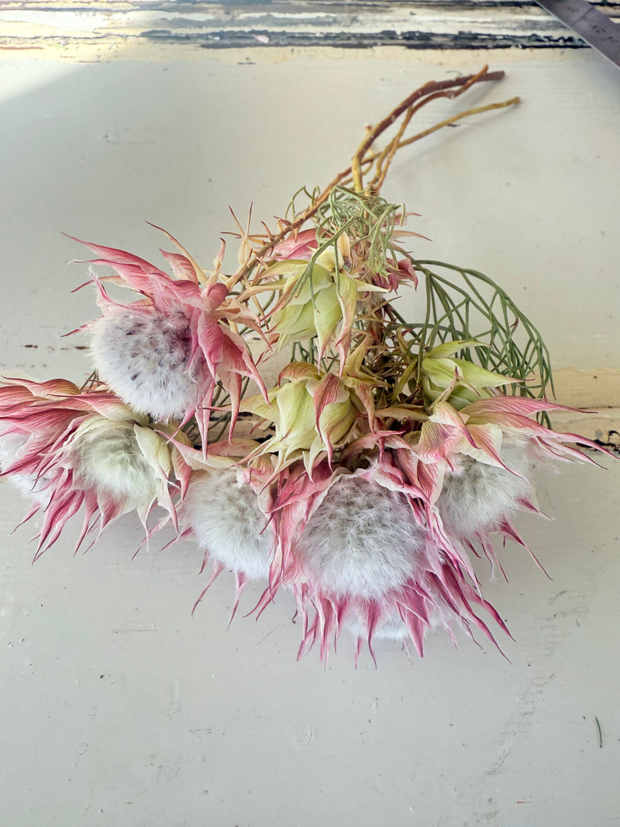 Naturally Dried Blushing Bride - natural pink