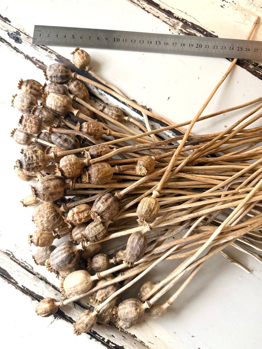 Naturally Dried Poppy Pods* / Papaver - natural brown