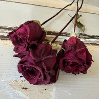 Dried Rose