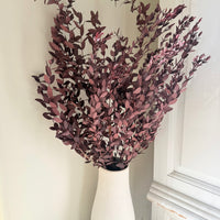 Preserved Eucalyptus / Gum