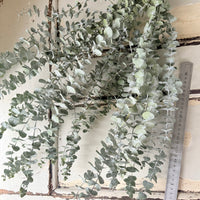 [VIC - Pickup / Local Delivery Only ] LONG Dried Eucalyptus / Gum - natural green