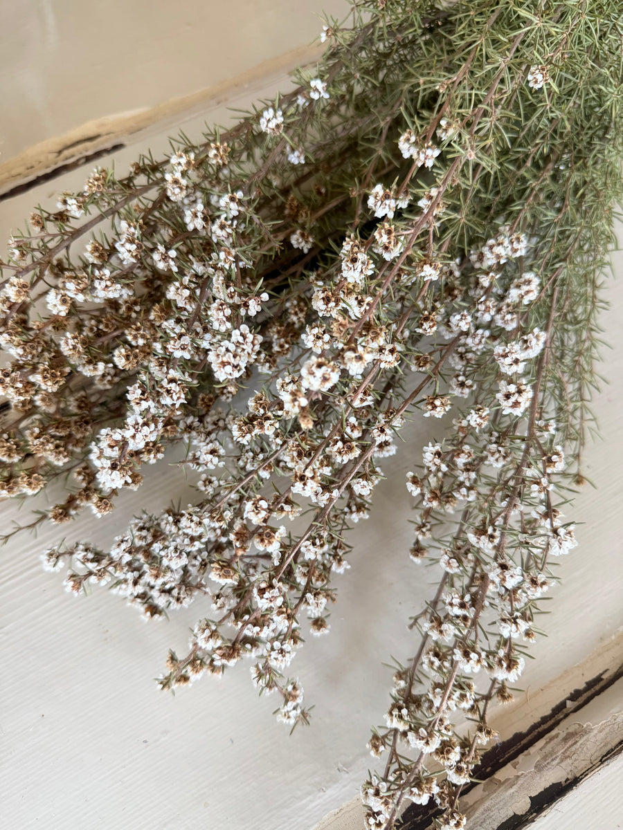 Naturally Dried Ti Tree / Tea Tree -  green white