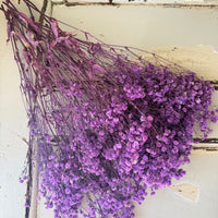 Preserved Baby's Breath