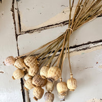 Dried Poppy Pods / Papaver - natural brown