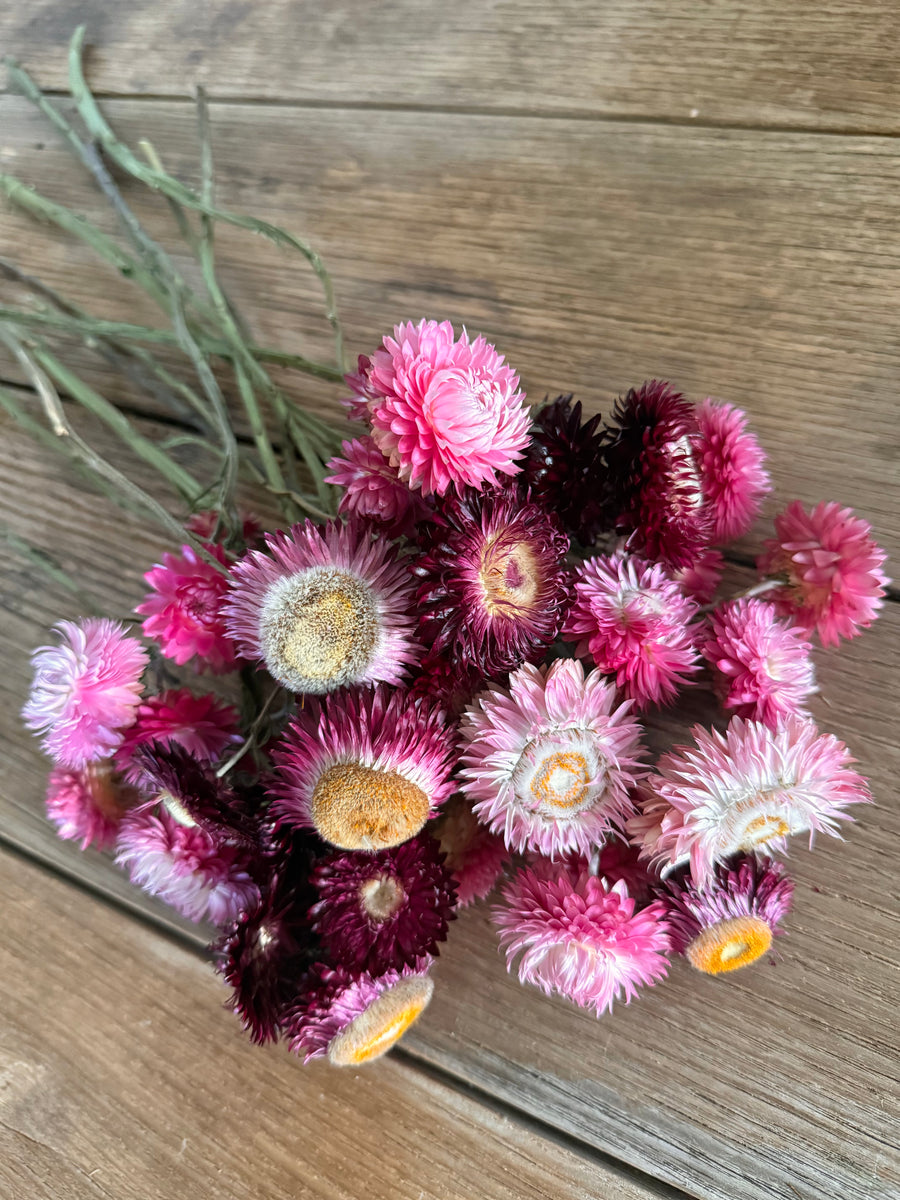 Naturally Dried Helichrysum - Everlasting / Paper Daisy / Strawflower - stems / heads