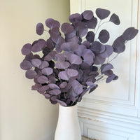 保存的桉树/树胶