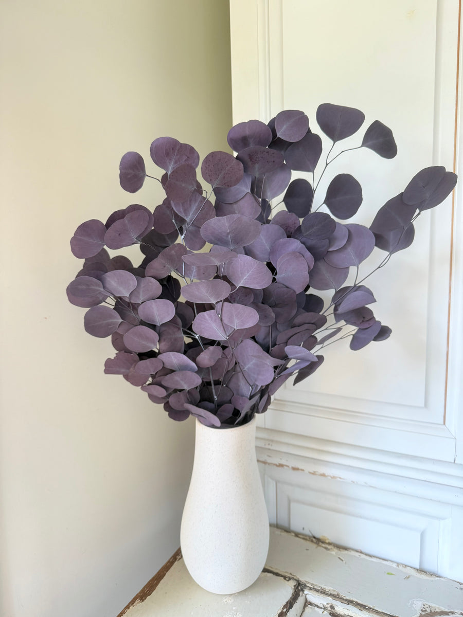 保存的桉树/树胶