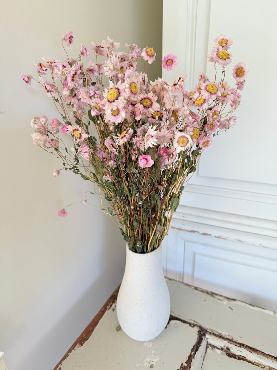 Naturally Dried Rhodanthe Everlasting Daisy