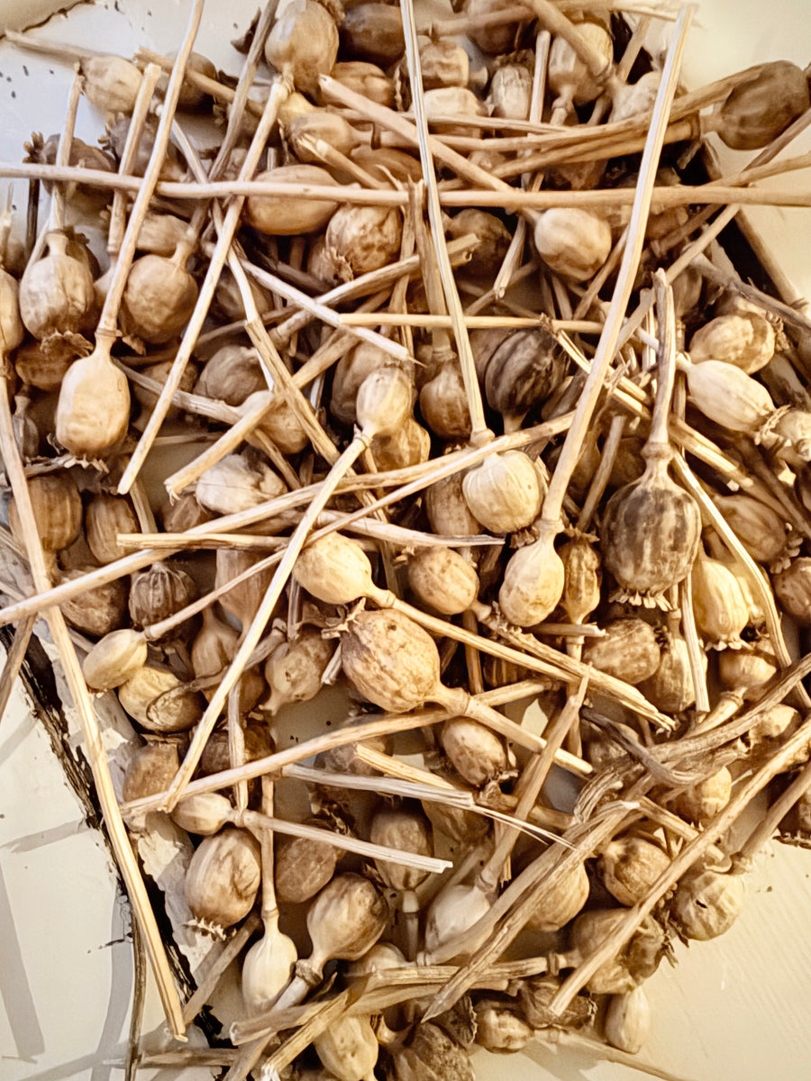 Naturally Dried Poppy Pods* / Papaver - natural brown