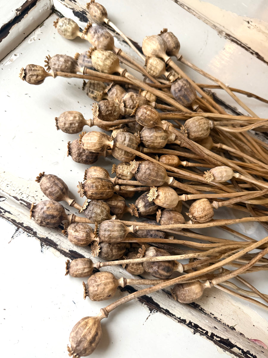 Naturally Dried Poppy Pods* / Papaver - natural brown