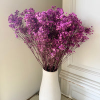 Preserved Baby's Breath