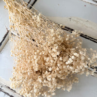 Preserved Baby's Breath