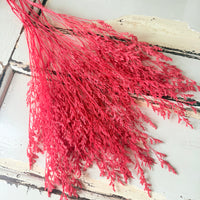 Soft / Vivid Hue Preserved Limonium | Misty | Sea Lavender