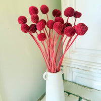 Outlet & Sample [flower stems / greenery]