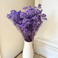Preserved Baby's Breath