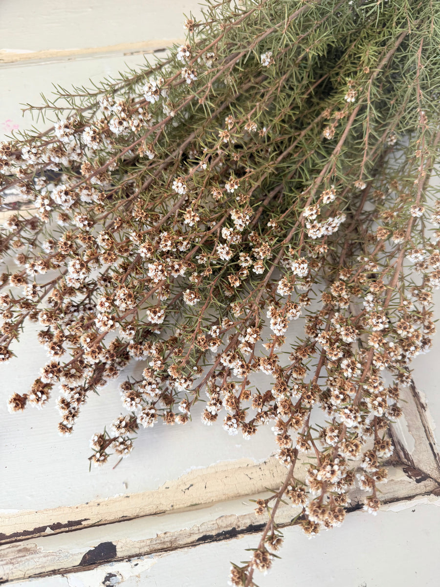 Naturally Dried Ti Tree / Tea Tree -  green white