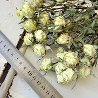 Dried Spray Mini Rose