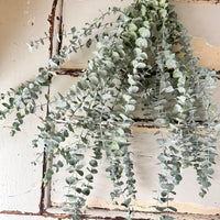 [VIC - Pickup / Local Delivery Only ] LONG Dried Eucalyptus / Gum - natural green