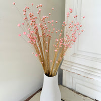 Dried Little Star / Baby Blue / Stardust / Baby Daisy / Star Daisy / Glixia