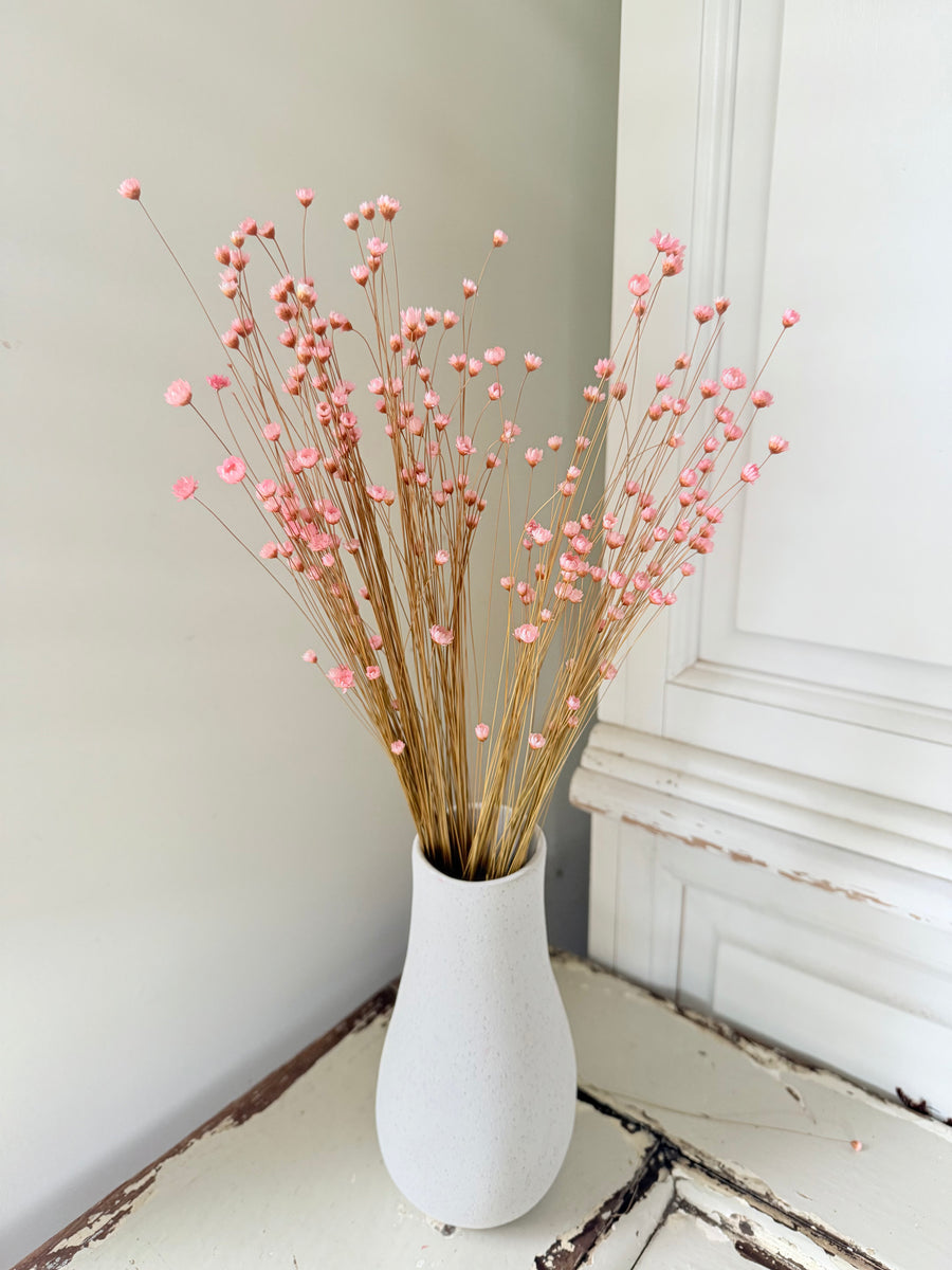 Dried Little Star / Baby Blue / Stardust / Baby Daisy / Star Daisy / Glixia