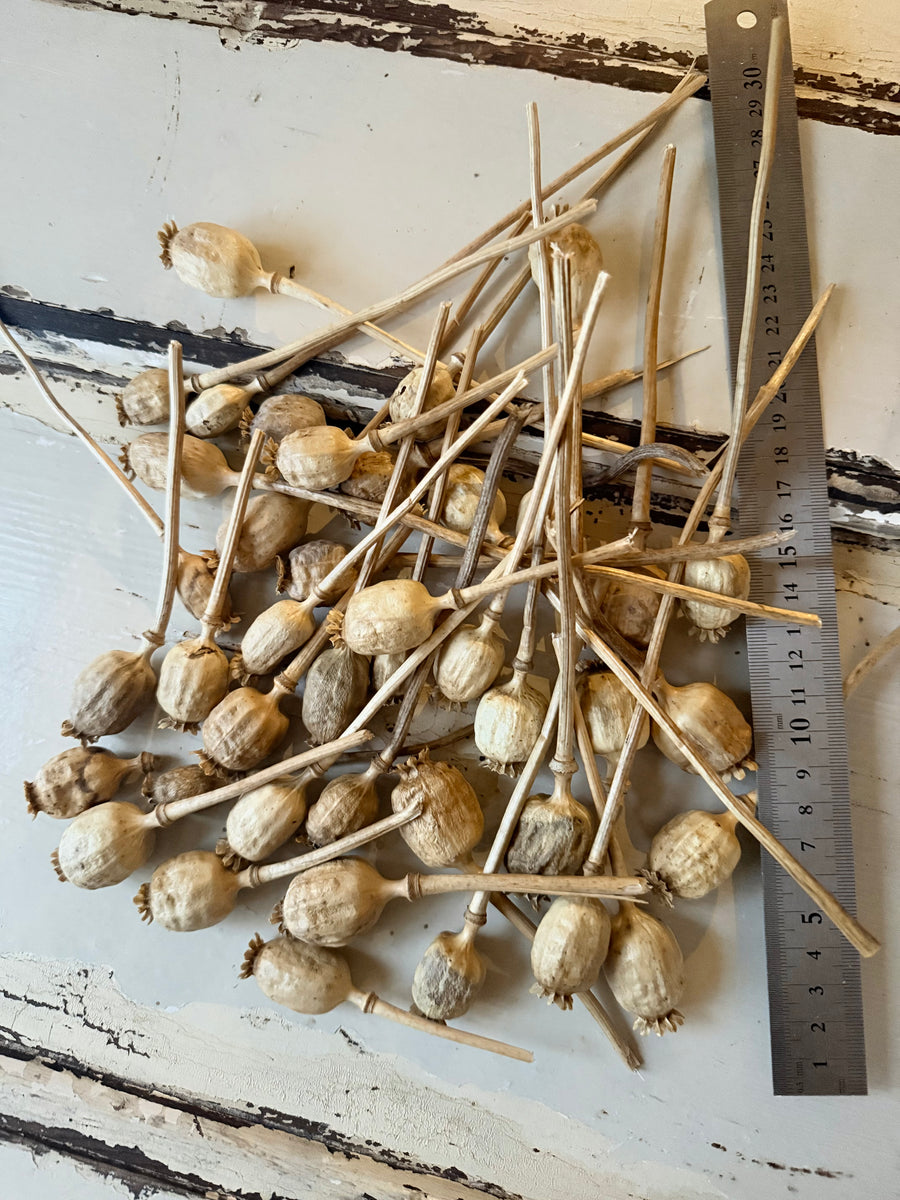 Naturally Dried Poppy Pods* / Papaver - natural brown