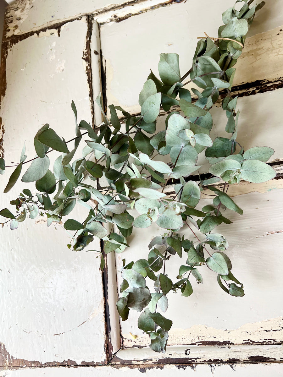 Naturally Dried Gum / Eucalyptus - natural green