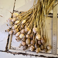 Dried Poppy Pods / Papaver - natural brown