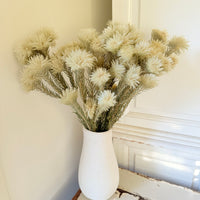 Naturally Dried Philyca Flowers - natural green beige