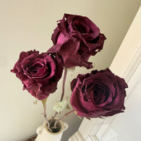 Dried Rose
