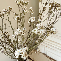 Naturally Dried Ixodia Mini Daisy / Mountain Daisy - White