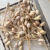 Dried Poppy Pods / Papaver - natural brown