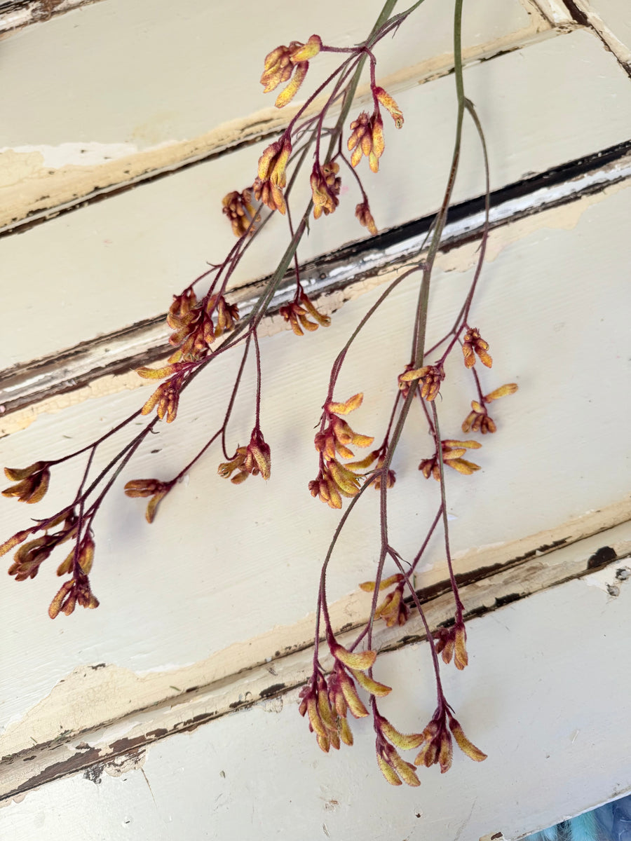 Preserved / Naturally Dried Kangaroo Paw