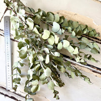 Naturally Dried Gum / Eucalyptus - natural green