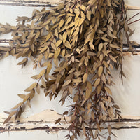 Preserved Eucalyptus / Gum